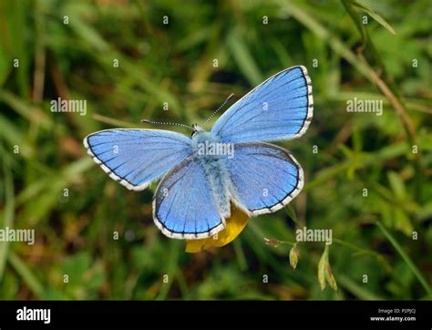Male Adonis Blue Butterfly Lysandra Bellargus Stock Photo Alamy
