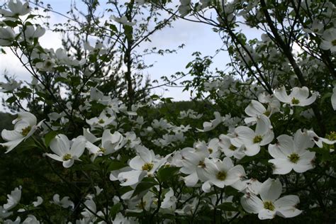 The beautiful flowering dogwood is the designated state tree of virginia. File:Dogwood-tree-sky-flowers - West Virginia ...