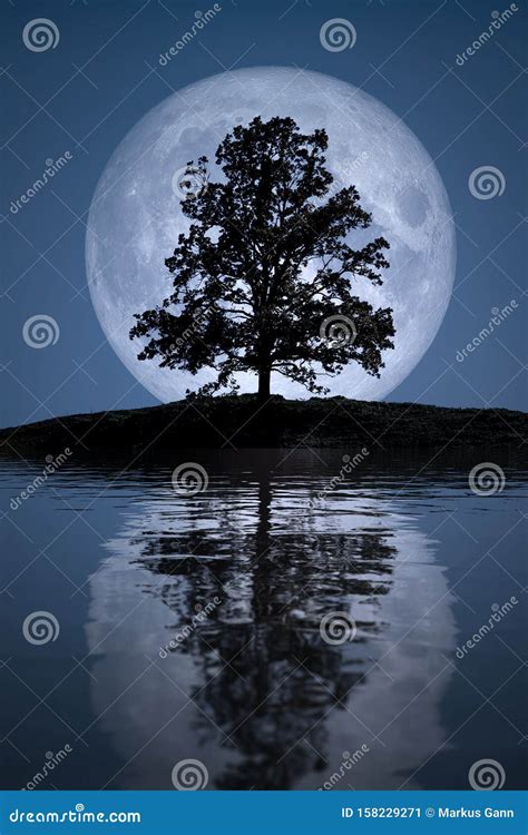 Full Moon With Tree Lake Reflections Stock Image Image Of Background