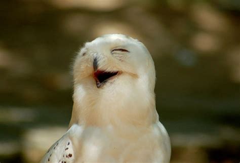 Funny Owls That Are Laughing 35 Pics Picture 29