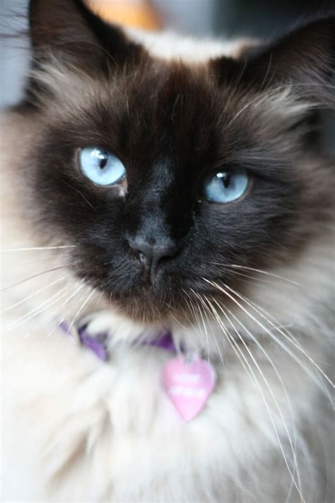 Characteristics, history, care tips, and helpful information for pet owners. Balinese cat - looks exactly like my cat Latte | Balinese ...