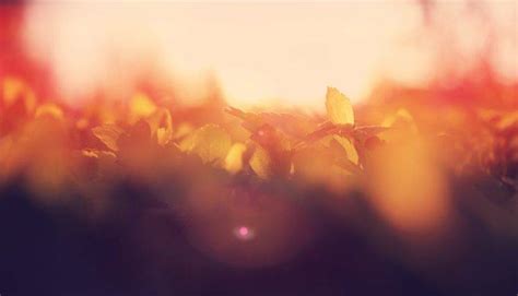 Warm Colors Plants Blurred Wallpapers Hd Desktop And Mobile Backgrounds