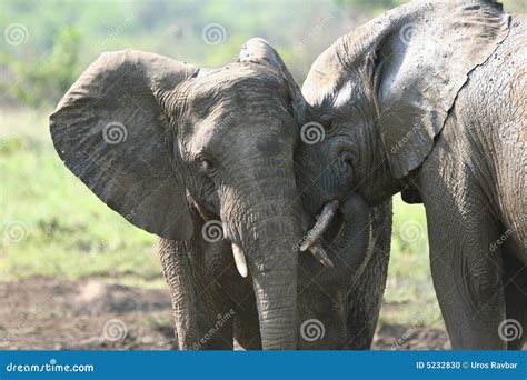 Elephants In Love Stock Photo Image Of Relaxing Elephant 5232830