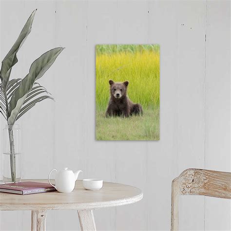 Grizzly Bear Cub In Meadow Lake Clark National Park Alaska Usa Wall