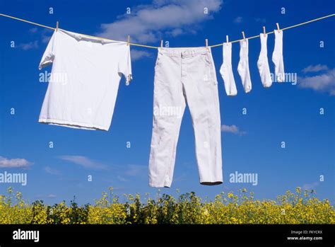 White Clothes Hanging On A Clothes Line Above A Blooming Yellow Canola