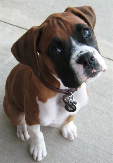 Boxer Puppies Are The Cutest Styli Wallpapers