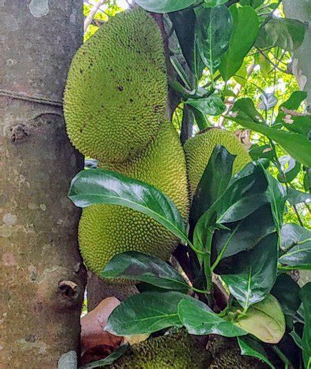 Jackfruit Health Benefits And Recipes Popular In Kerala