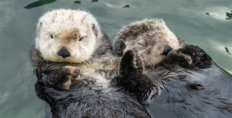Two Of Vancouver Aquariums New Sea Otters Engage In Adorableness