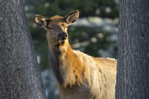 Yellowstone Natural History Elk Yellowstone Insider