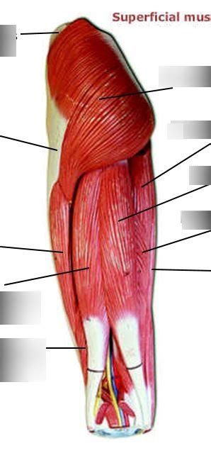 Superficial Muscles Of The Left Leg Thigh Posterior View Diagram