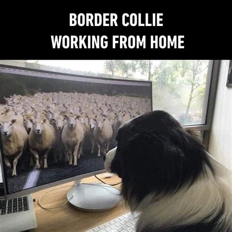 Border Collie Working From Home Funny Animal Memes Funny Relatable