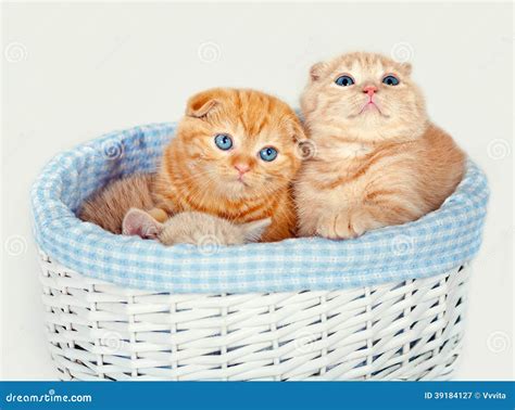 Cute Kittens In A Basket Stock Image Image Of Kitty 39184127