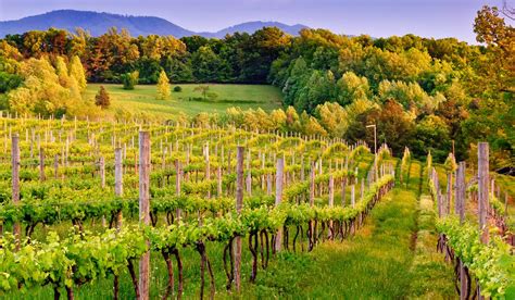 Where To Go On The Virginia Wine Trail In October The Local Palate