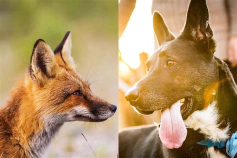 Can Dogs And Foxes Breed Pet Help Reviews Uk