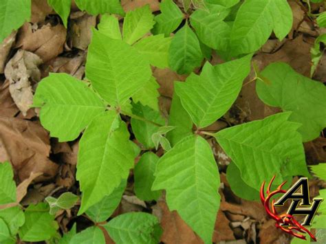 Poison Ivy Treatment In The Field