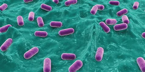 Bifidobacterium Animalis Probiotic Hero For Dog Diarrhea Nusentia