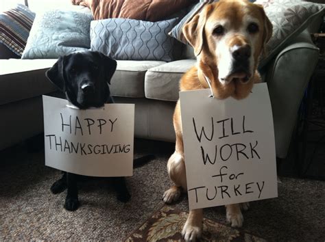 HAPPY THANKSGIVING!:) | Dog thanksgiving, Funny thanksgiving memes, Funny thanksgiving