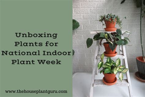 Unboxing Plants For National Indoor Plant Week The Houseplant Guru