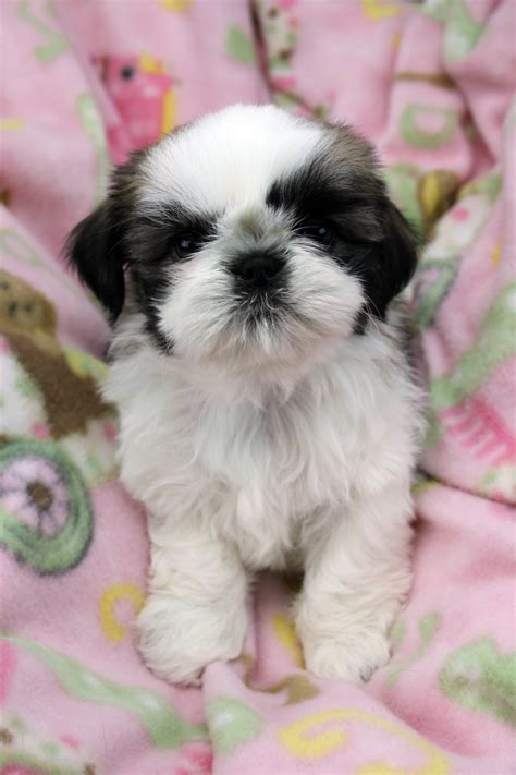 Even though their little personalities are not immediately observable, you can always find the little one who. Shih Tzu Puppies in Northern New Jersey