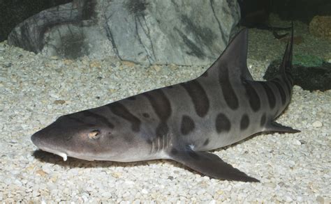 Leopard Shark California Sea Grant