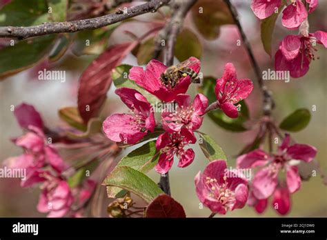 Ornamental Apple Tree Malus Radiant Malus Radiant Blooming Branch