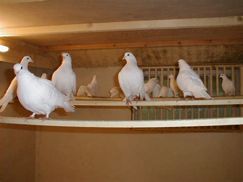 White Pigeons A Z Animals