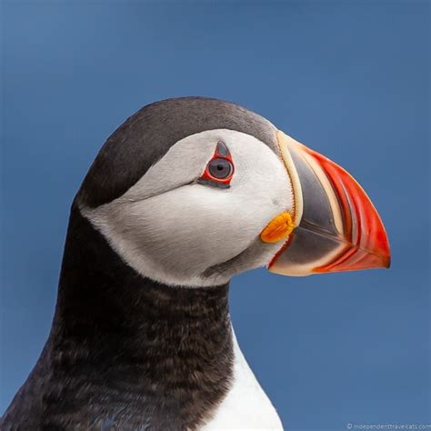 Puffins In Iceland A Guide To Where To See Puffins In Iceland