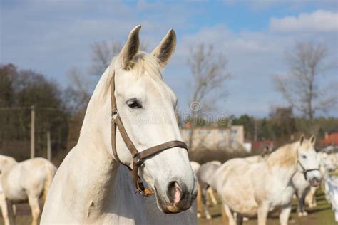 White Horse Portrait Detailed Picture Of The Beautiful White Horse