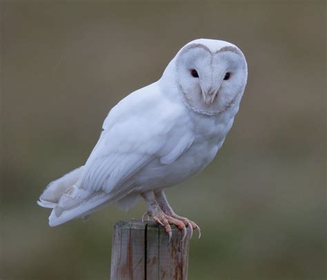 White Barn Owls