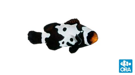 Premium Black Snowflake Clownfish Amphiprion Ocellaris Ora Oceans