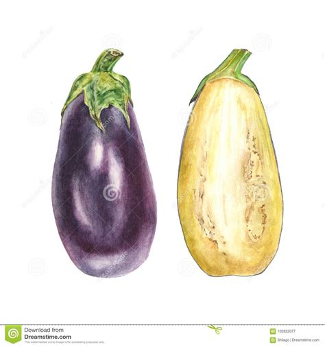 Botanical Watercolor Illustration Of Blue Eggplant Aubergine Whole And