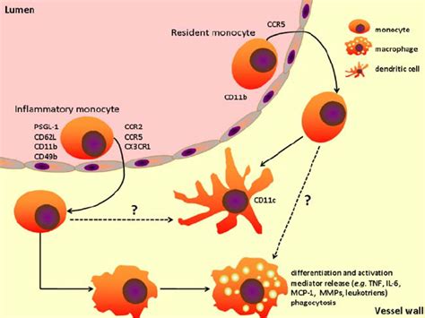 Monocytes And Macrophages In Atherosclerosis Inflammatory Monocytes