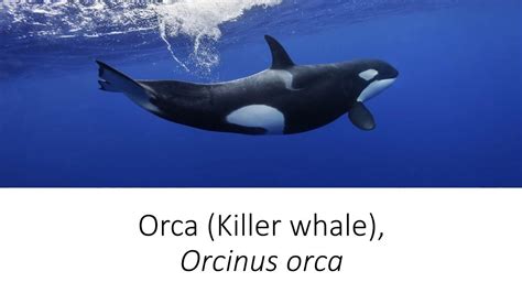 Facts Orca Killer Whale Orcinus Orca Species Spotlight Youtube