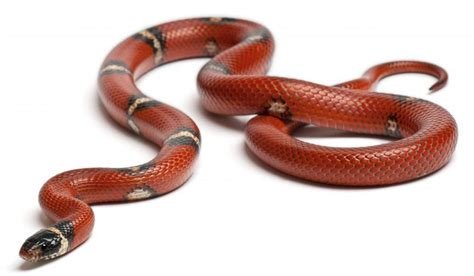 What Is A Scarlet Kingsnake With Picture