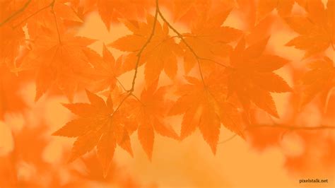 Autumn Orange Leaves Wallpapers Wallpaper Cave
