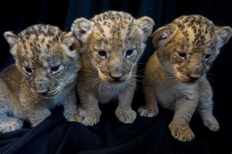 3 Adorable Lion Cubs Born At Pueblo Zoo