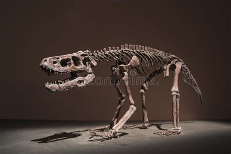 Dinosaur Leg Fossils Stock Image Image Of Reliquiae 13472371