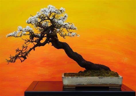 Download Bonsai Tree Shakan Art Painting Wallpaper