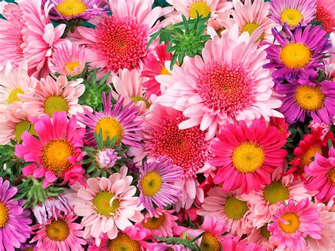 Beautiful Colorful Flower Images / Beautiful Colorful Flowers Wallpaper Hd Download Colorful ...