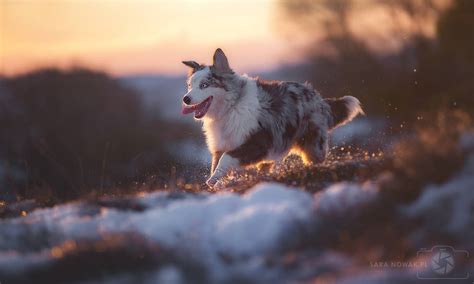 Daktyl The Australian Shepherd By Aenkill On Deviantart