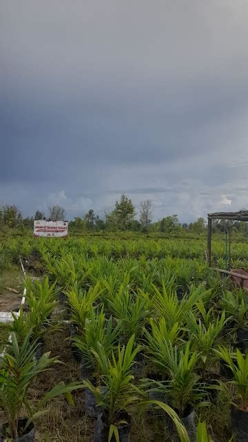 Berkembangnya Perkebunan Kelapa Sawit Di Kalimantan Tengah