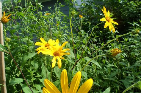 The Perennial Agriculturalist Backyard Ii Helianthus And Solanum