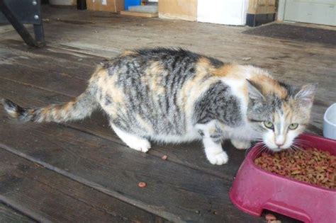 Young Female Calico Cat For Sale In New Paris Indiana Classified