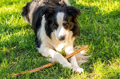Pet Activity Cute Puppy Dog Border Collie Lying Down On Grass Chewing
