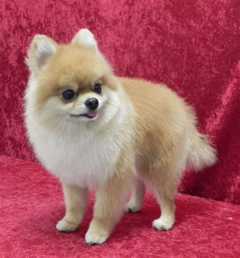 Pomeranian My Dog Breeders Part 44