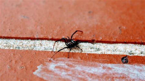 Pool Safety Redback Spiders Sydneys Best Pest Control