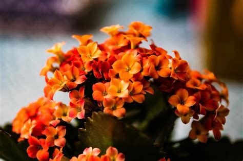 Kalanchoe Flower Everything You Need To Know Plants Craze