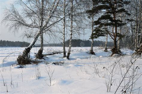 Winter Landscape With Trees On The Bank Of A Snow Covered River Nature