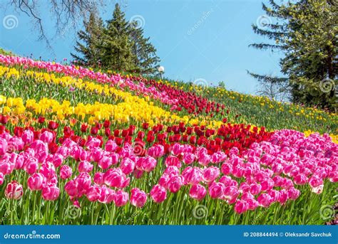 Beautiful Tulips On A Flower Bed In The Garden Stock Photo Image Of
