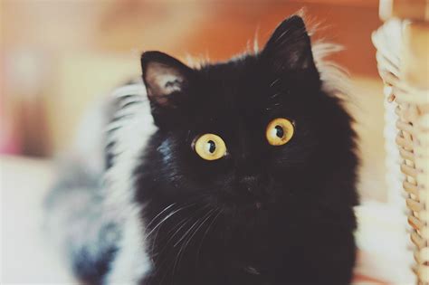 Wallpaper Cat Face Fluffy Black Hd Widescreen High Definition